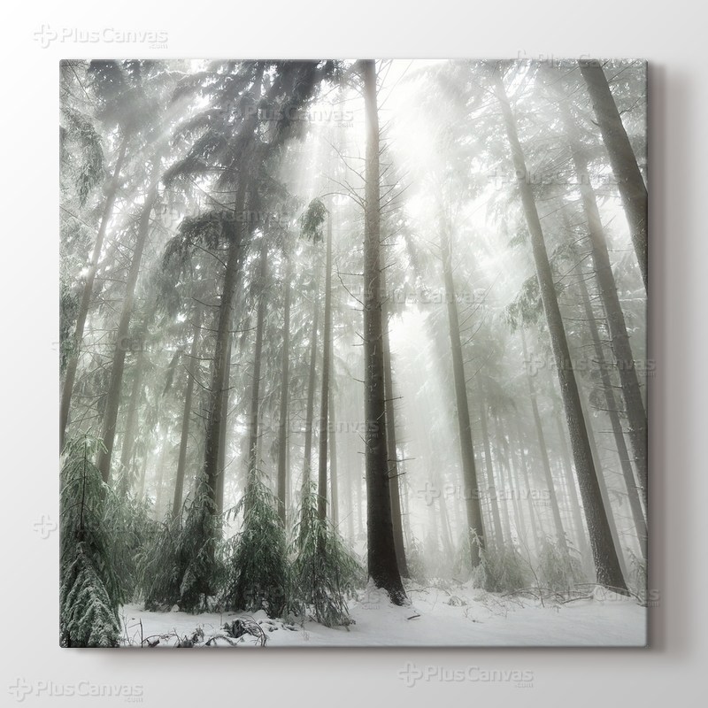 Winter Forest görseli.