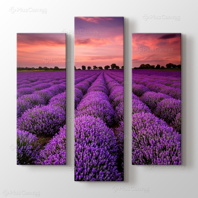Stunning Landscape With Lavender Field At Sunset görseli.