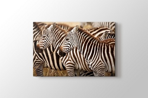 Zebras görseli.