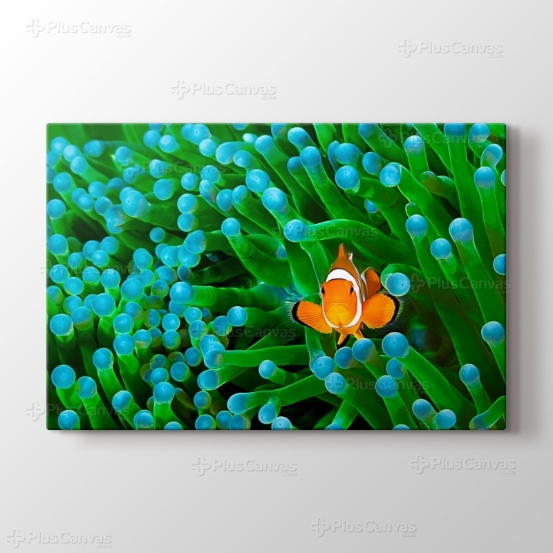 Clownfish görseli.