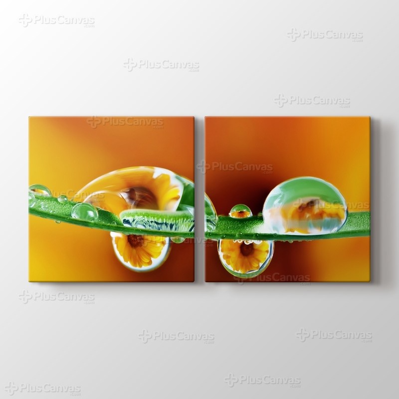 Kadife Çiçeği görseli.