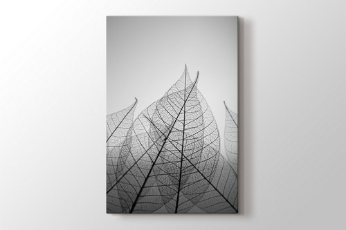 Skeleton Leaves görseli.