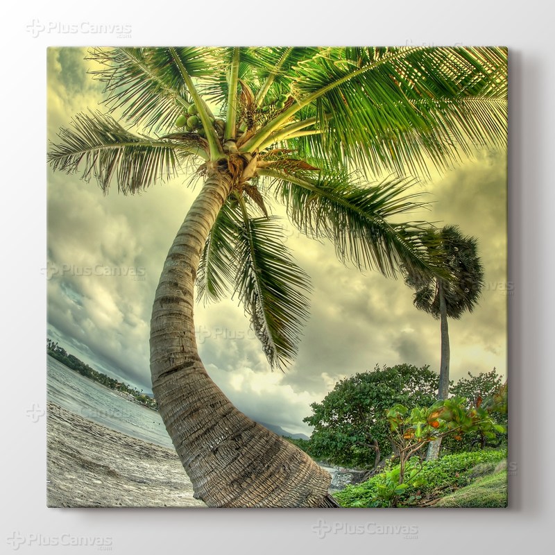 Palm on the Beach görseli.