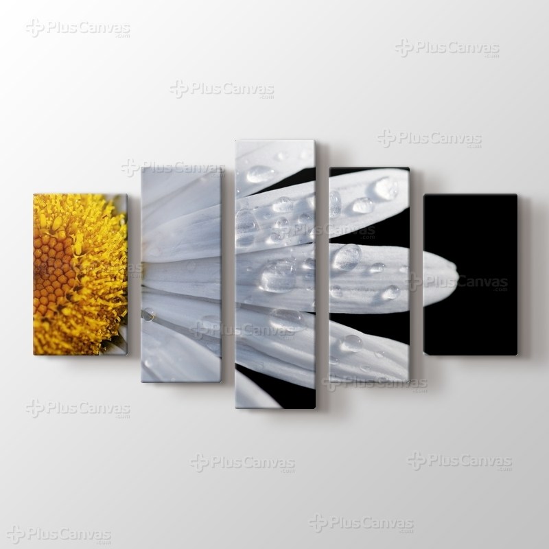 CloseUp Daisy görseli.