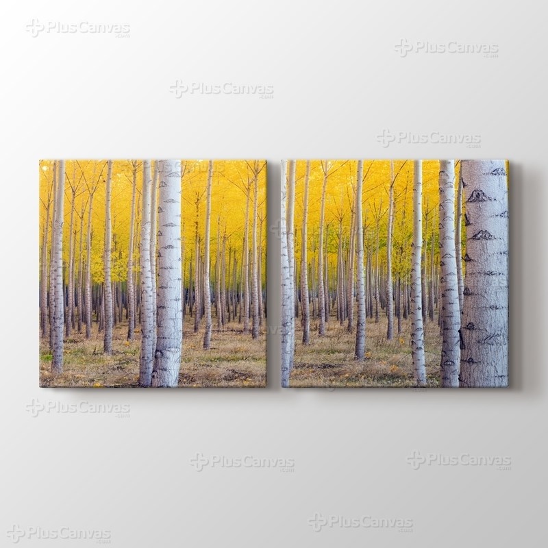 Huş Ağacı Ormanı görseli.