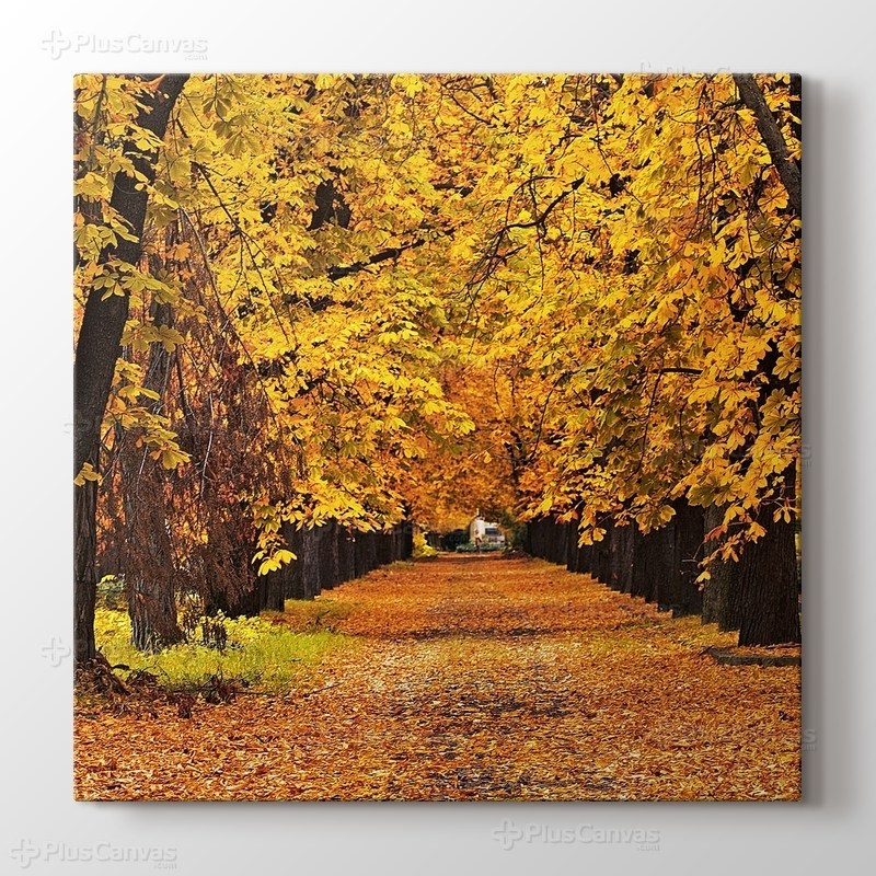 Autumn Colors görseli.