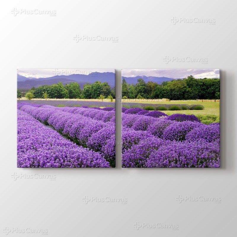 Lavanta Tarlası görseli.