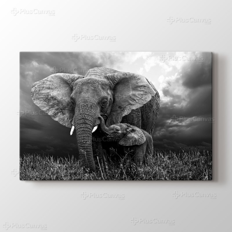 Elephants görseli.