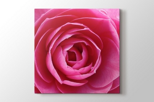 Pink Rose görseli.