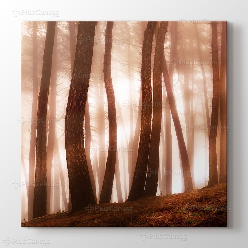 Sunlight through Trees görseli.