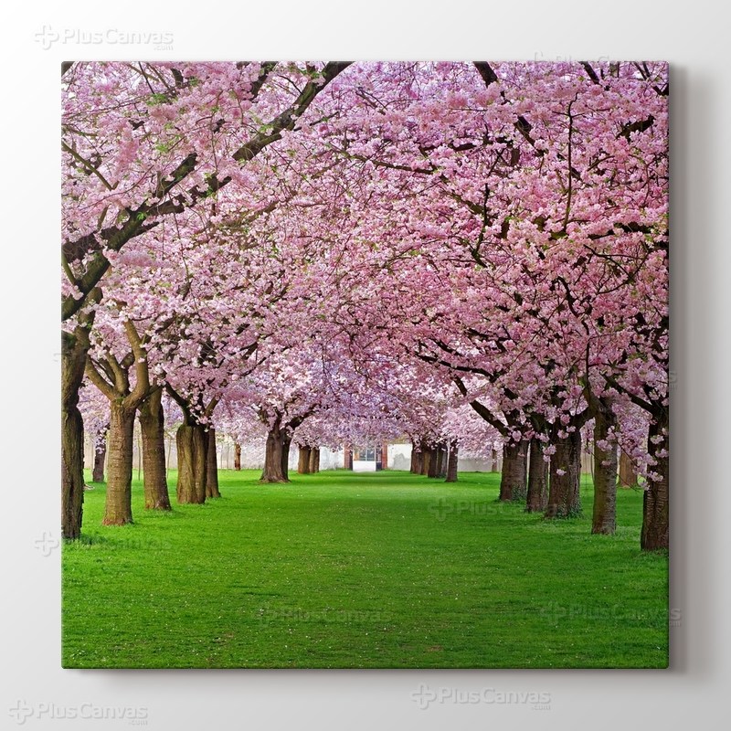 Cercis Trees görseli.