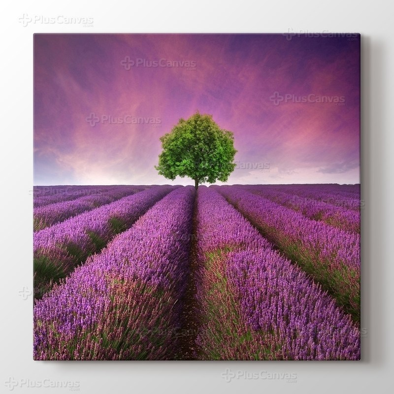 Lavanta Tarlası görseli.