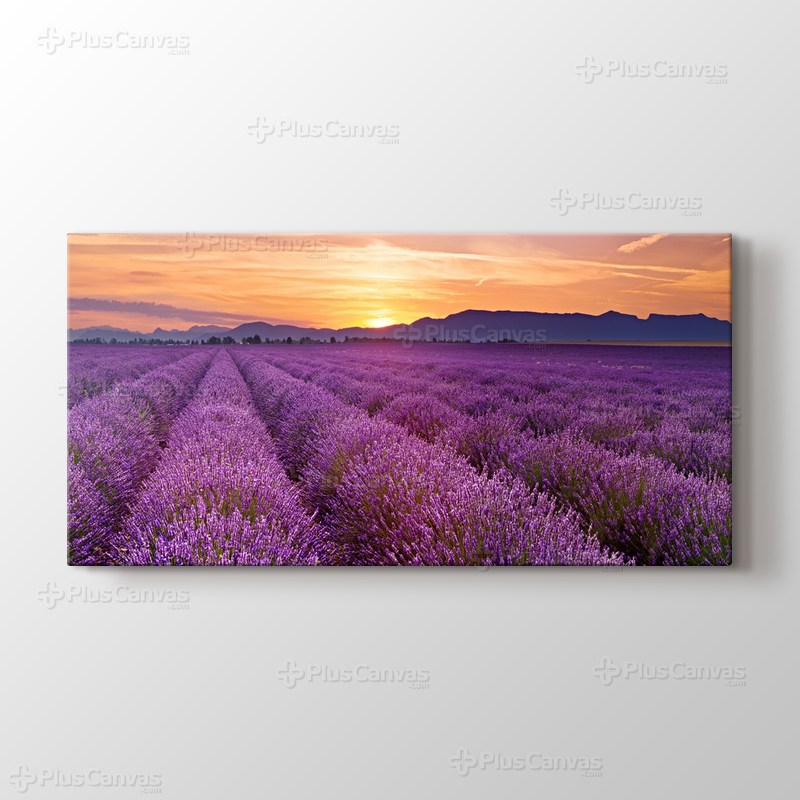 Lavender Field Panorama görseli.