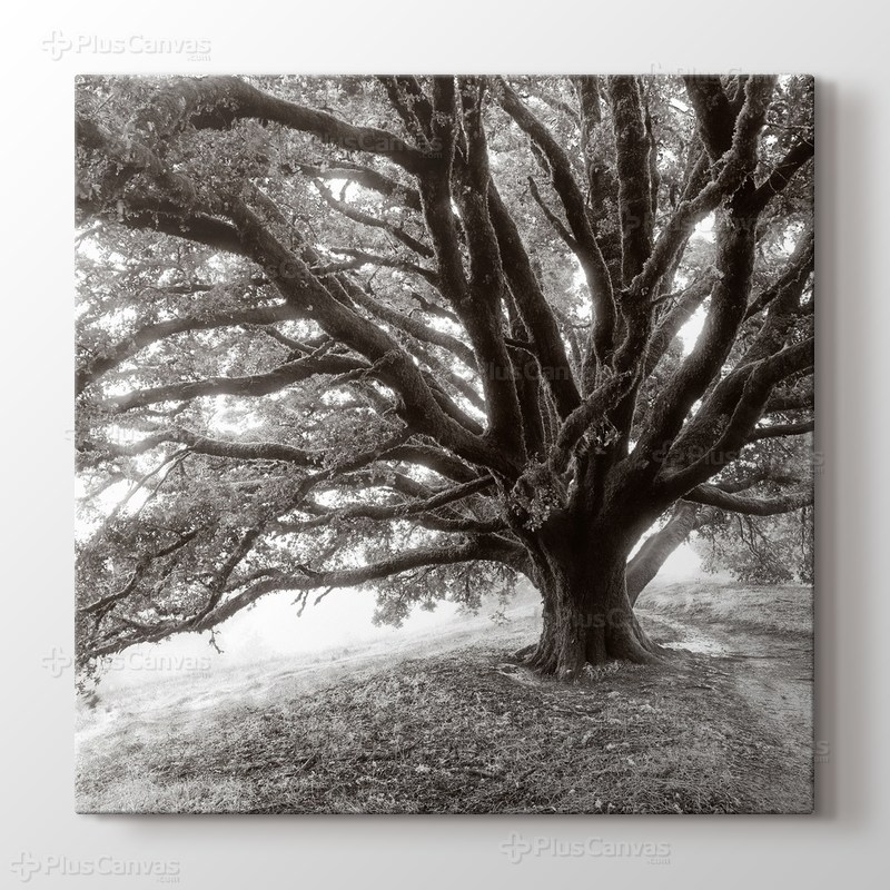 Dev Ağaç görseli.