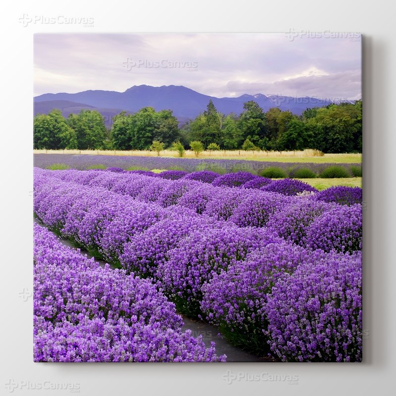 Lavender Farm In Sequim, Washington, USA görseli.