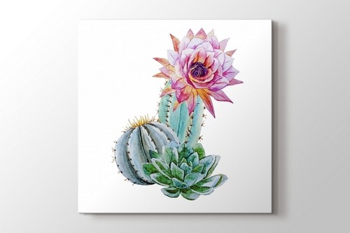 Beautful Cactus görseli.