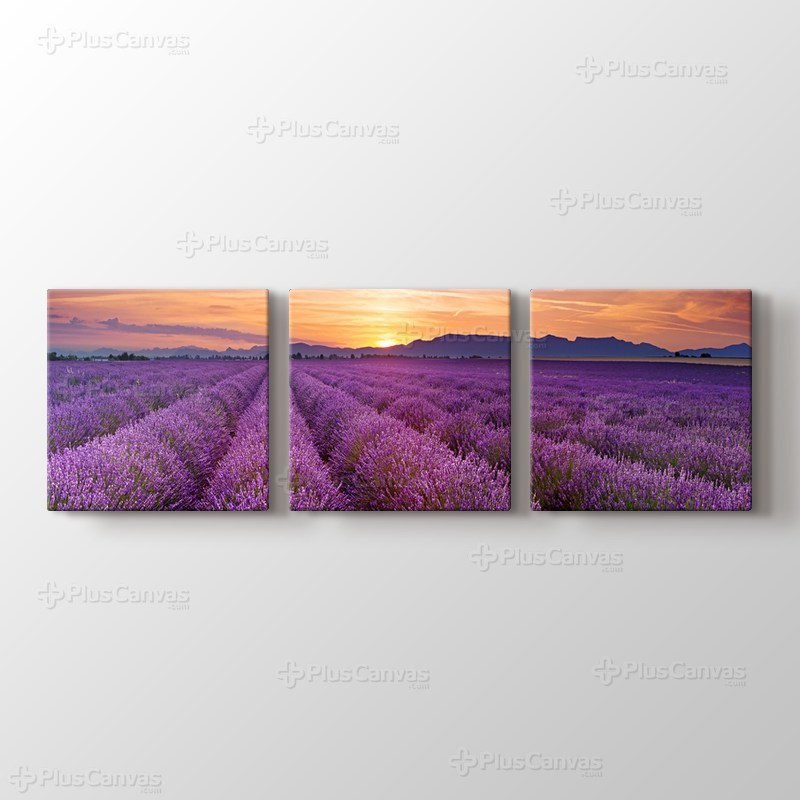 Lavender Field Panorama görseli.