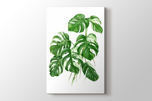Variegated Cheese Plant - Monstera görseli.