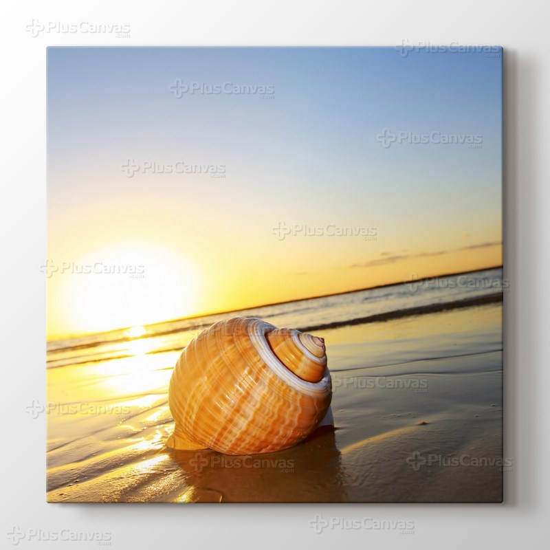 Sea Shell on Sand görseli.