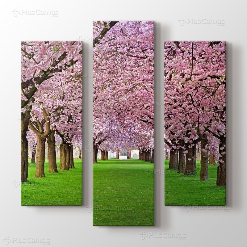 Cercis Trees görseli.