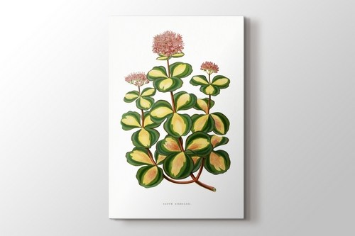 Stonecrop Leaf görseli.