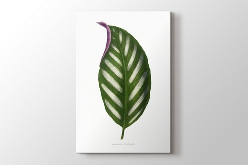 Maranta Porteana Leaf görseli.