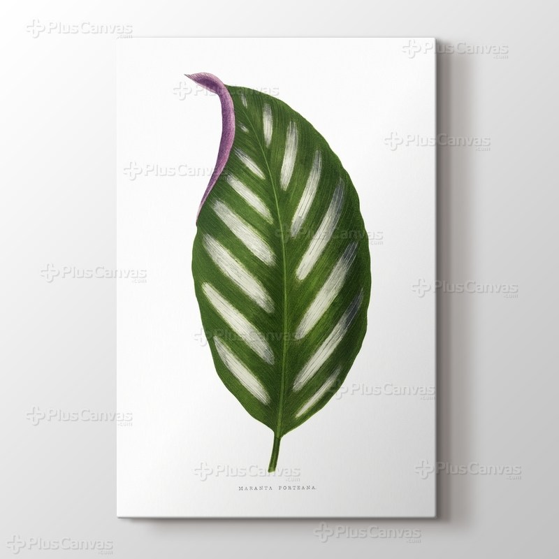 Maranta Porteana Leaf görseli.