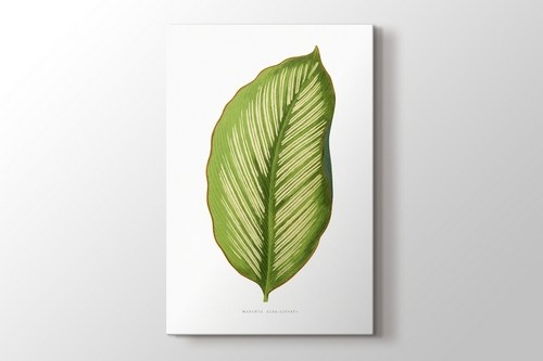 Maranta Alba Lineata Leaf görseli.