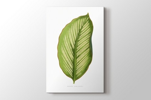 Maranta Alba Lineata Leaf görseli.