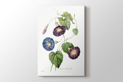 Star Glory görseli.