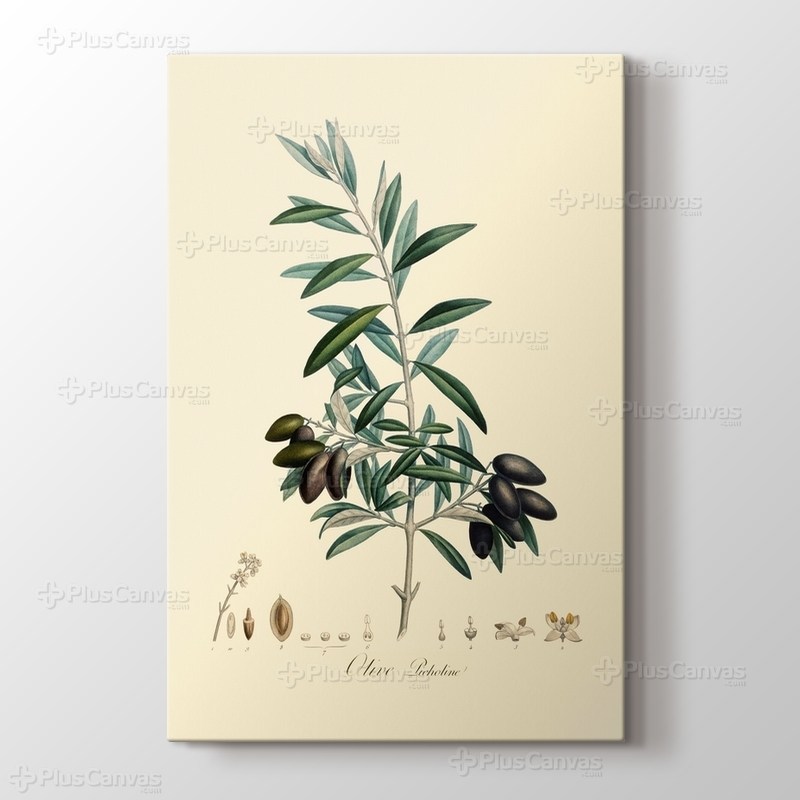 Olive Picholine görseli.