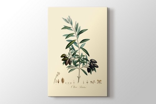 Olive Picholine görseli.