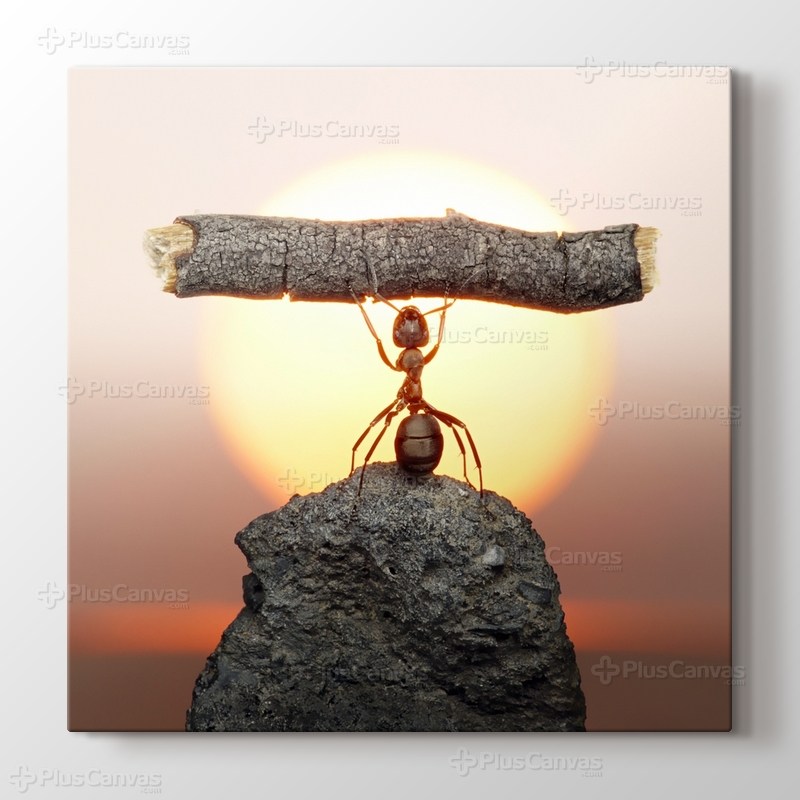 Karınca Çalışması görseli.