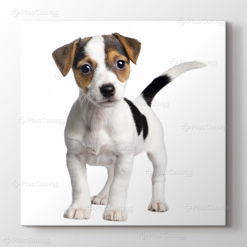 Jack Russell görseli.