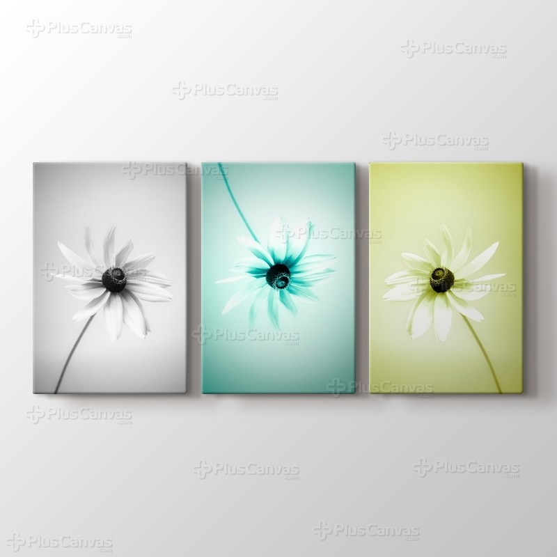 Three Daisy görseli.