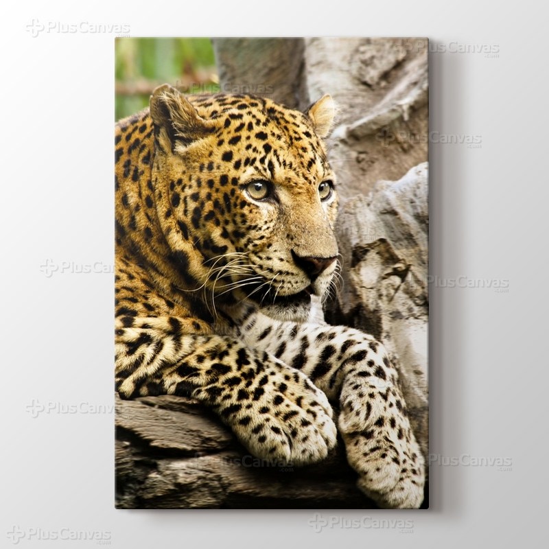 Panthera Pardus görseli.