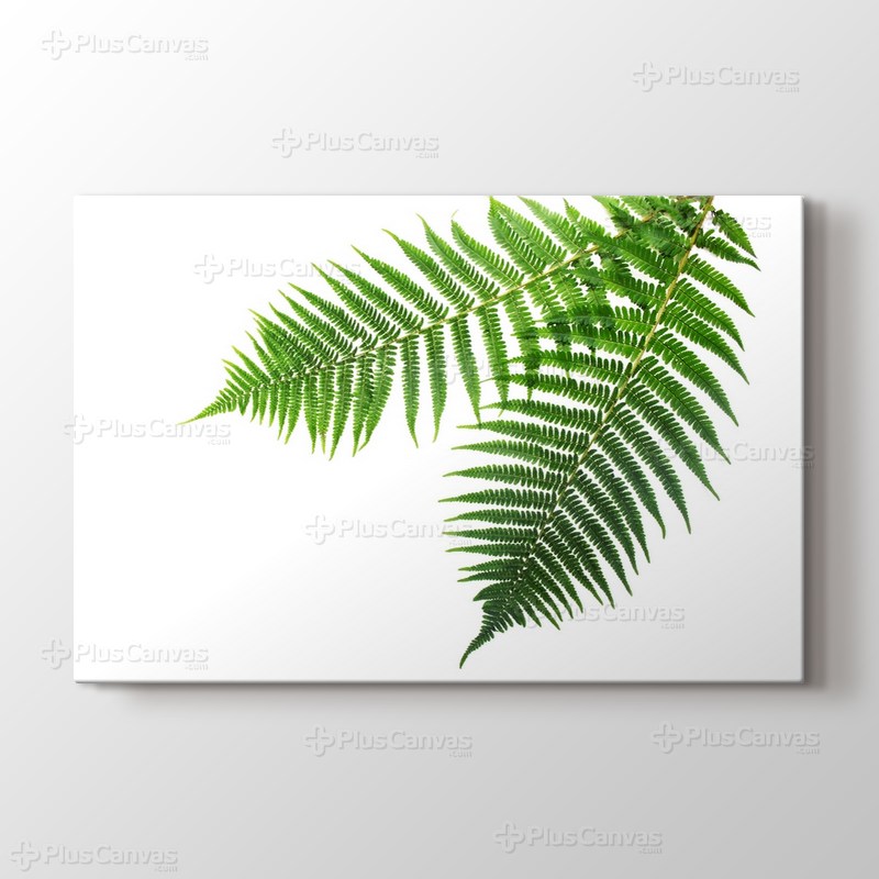 Spring Fern görseli.