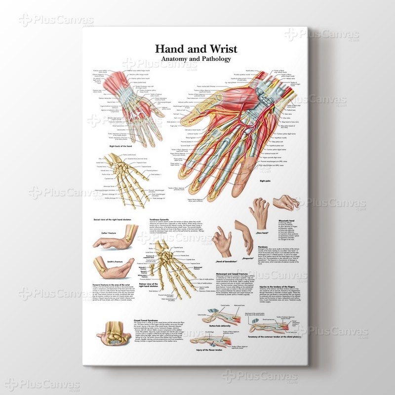 Hand and Wrist Chart Anatomy and Pathology görseli.