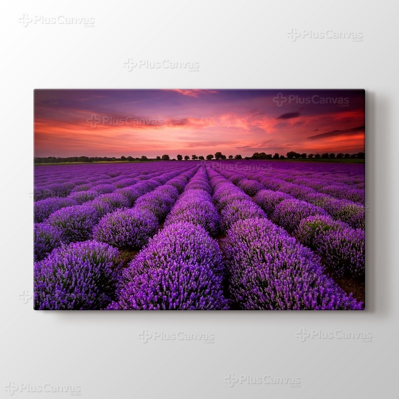 Lavanta tarlasında gün batımı görseli.