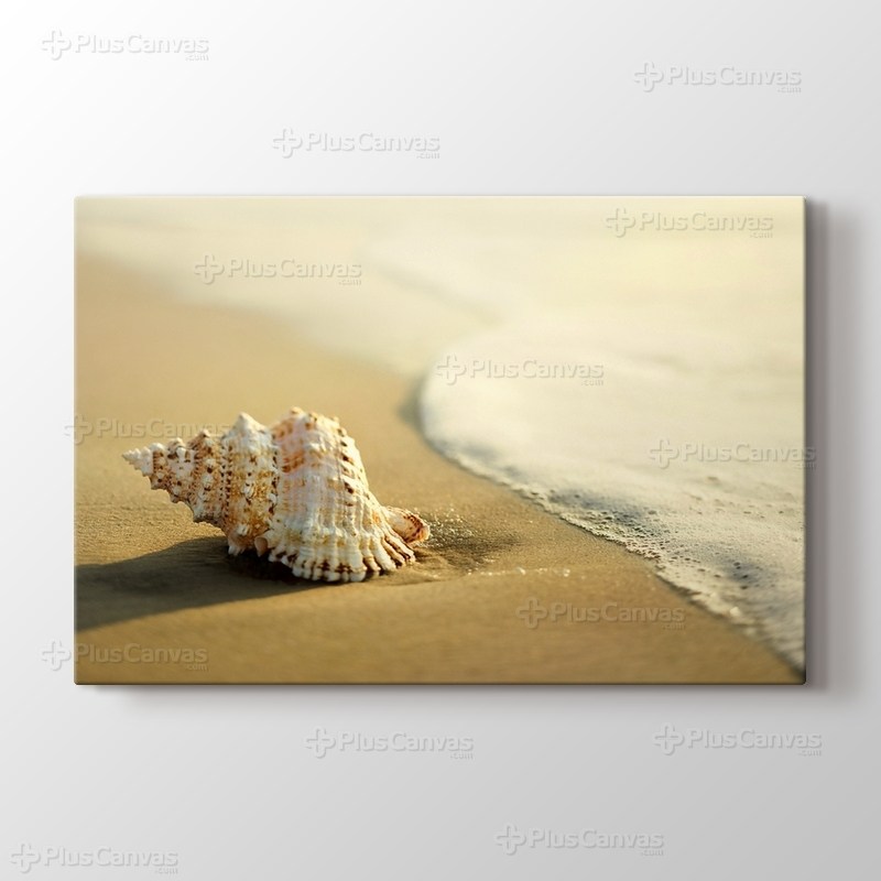 Seashell on the Beach görseli.