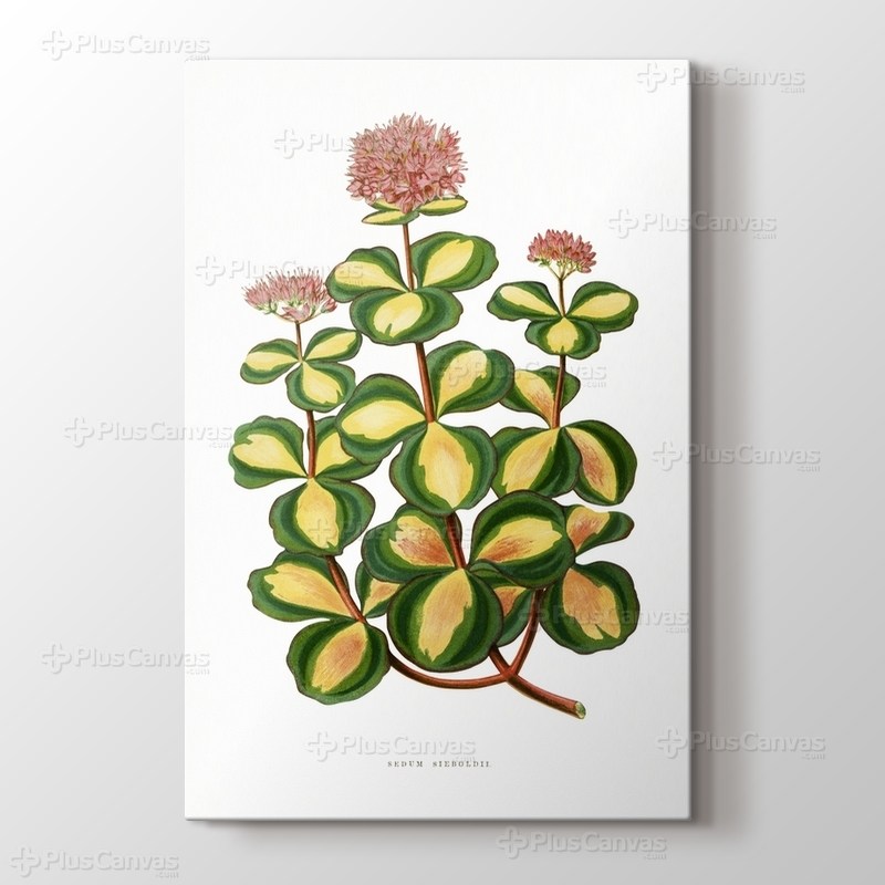 Stonecrop Leaf görseli.