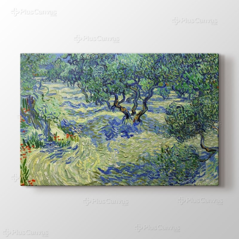 Olive Orchard görseli.