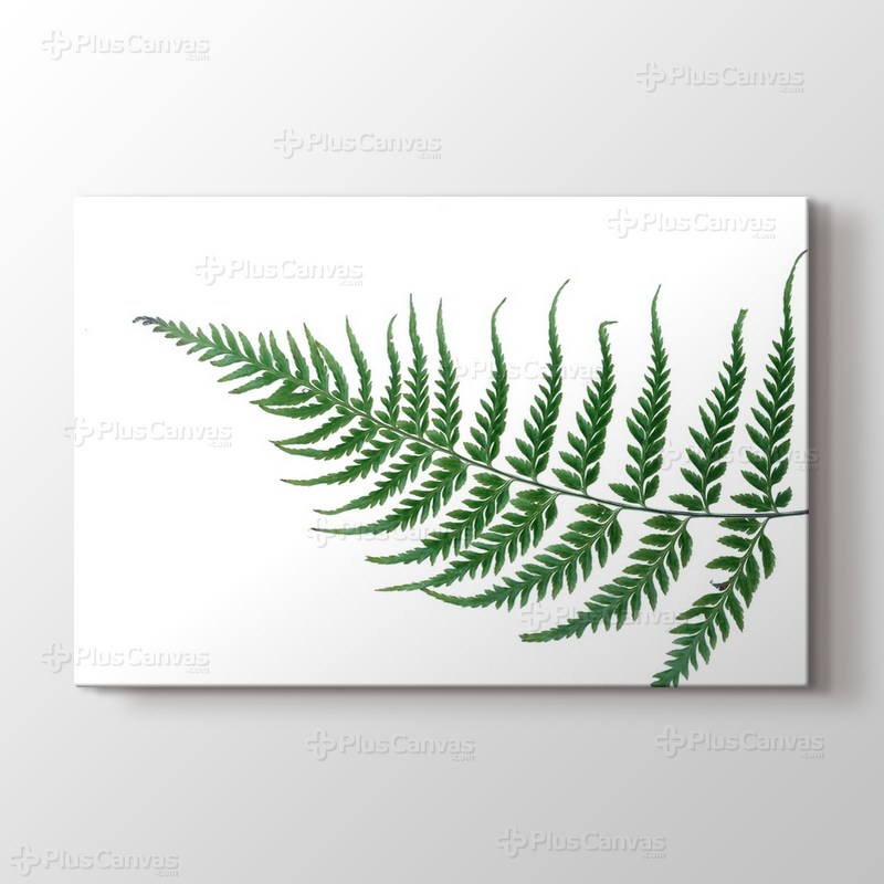 Fern Leaf görseli.
