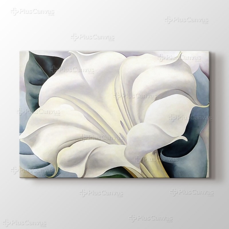 White Trumpet Flower görseli.