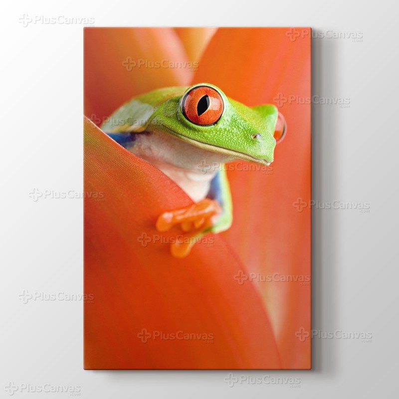 Red Eye Frog görseli.