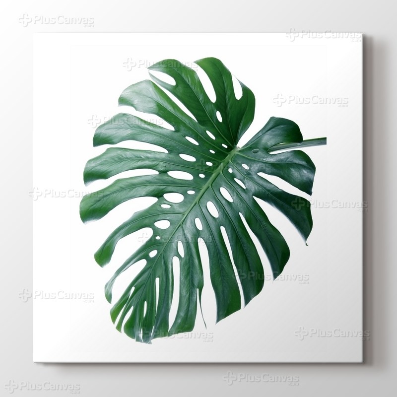 Monstera görseli.