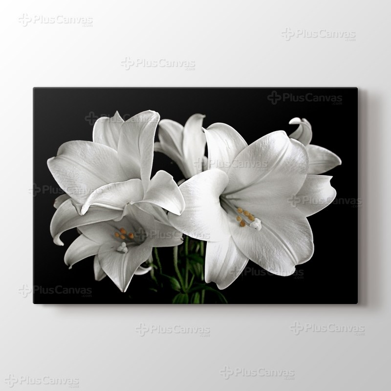 White Flower görseli.