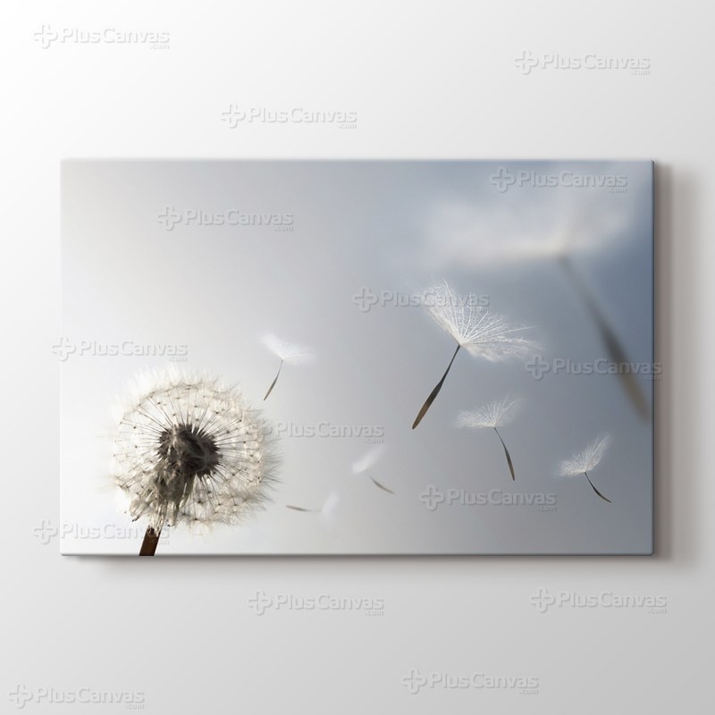 Karahindiba görseli.