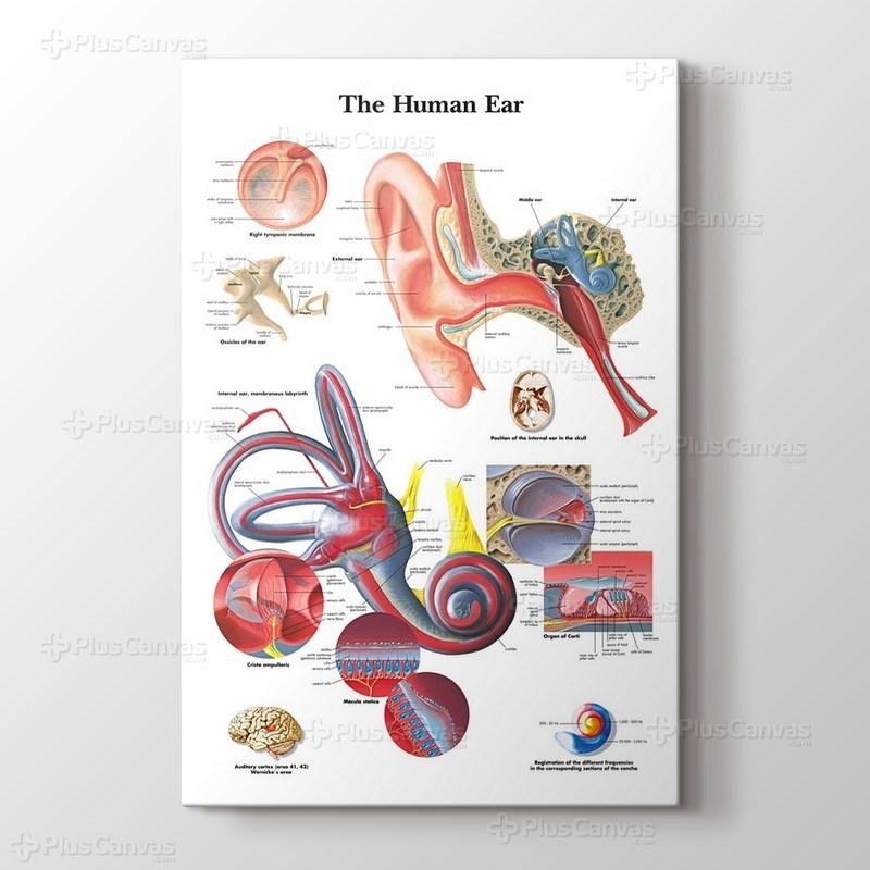 Human Ear Chart görseli.
