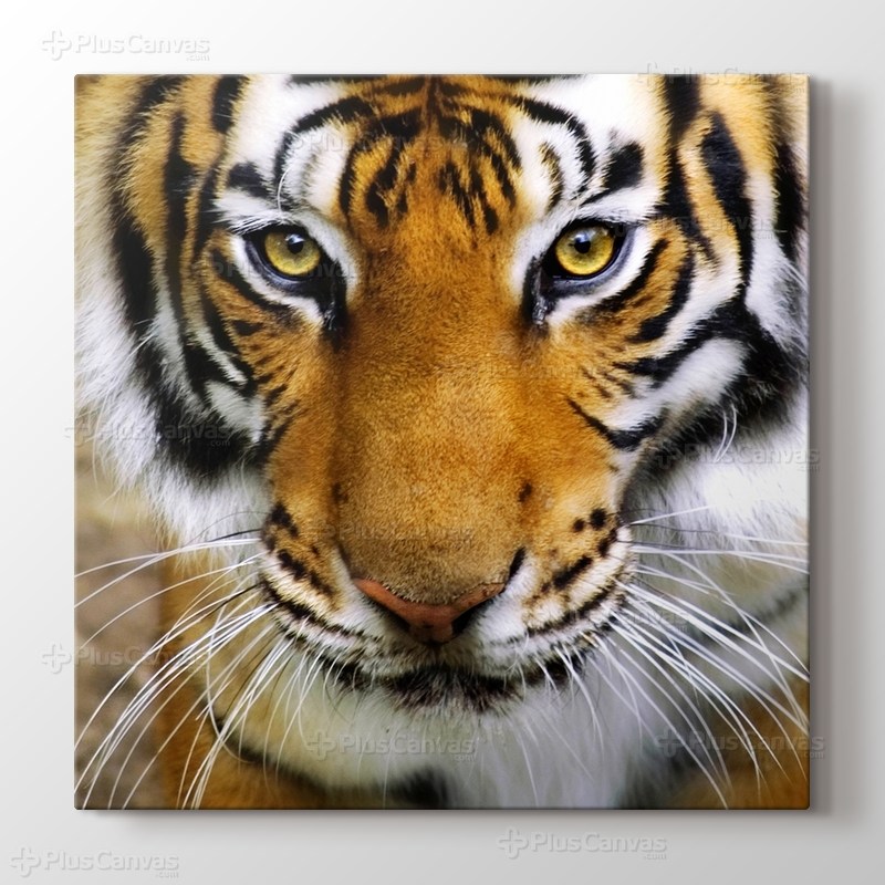 Tiger Face görseli.